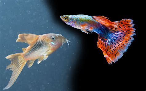 best food for guppies|Guppy Fish Diet: Nutrition Needs, Types, and Feeding.